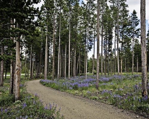 The Pines at Meadow Ridge – photo 11