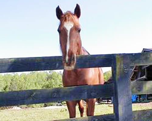 Country Hideaway at Mountain Lakes – photo 5