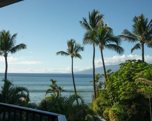Hono Koa – photo 3