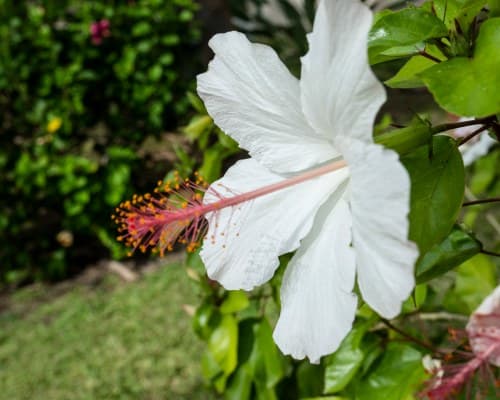 Maui Banyan Vacation Club – photo 4