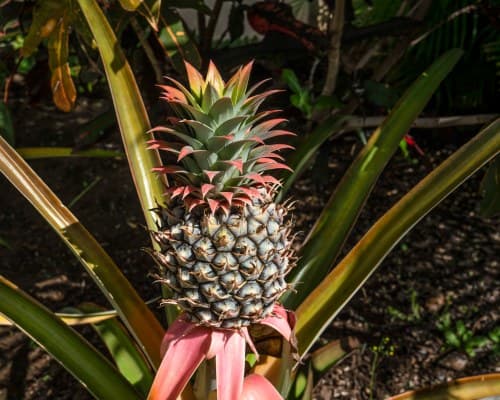 Maui Banyan Vacation Club – photo 8